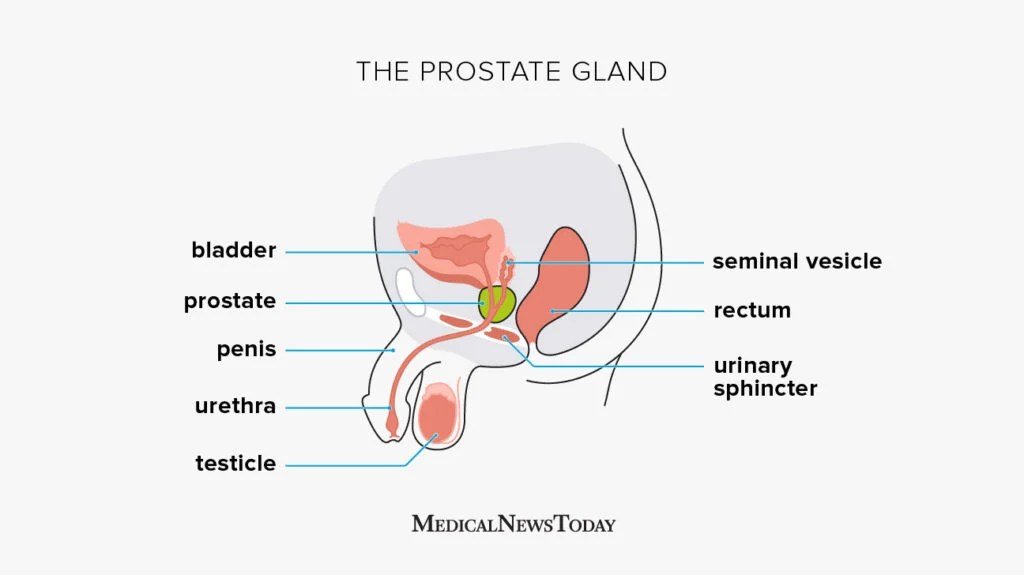 Prostate: Functions, diseases, structure, and tests